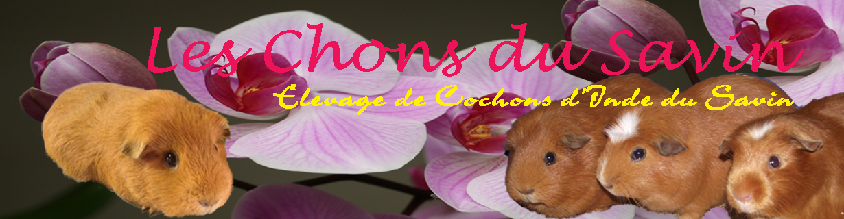 cochon d`inde du savin
