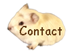 contact cochons d`inde du savin